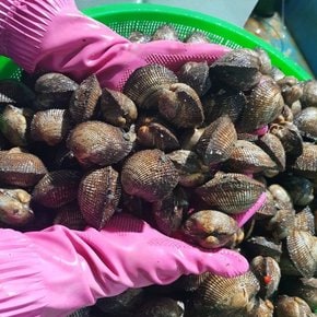 싱싱한 통영 햇 꼬막 피꼬막 1kg(17미내외)