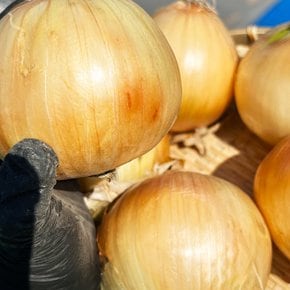 [새벽시장/무료배송] 국산 단단한 햇양파 만생종 저장 숫양파 1.5kg