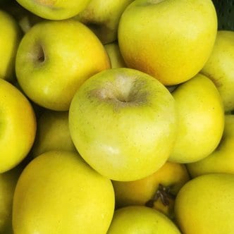 장수상회 [오늘신선] 청송네자매 경북 청송 시나노골드 맛있는 황금 사과 2.5kg 중과(7-9과내외)