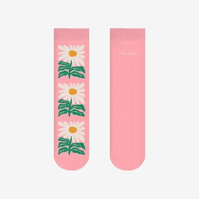 양말 Calendula, 리브 리