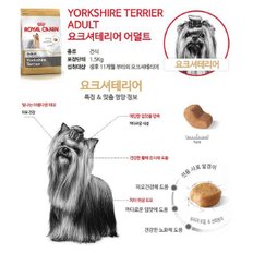 독 요크셔테리어 어덜트 1.5kg-(생후11개월부터)