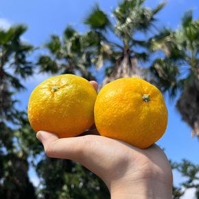 [10/4 순차출고][24년 첫 수확]제주 노지 감귤 가정용 5kg 대과(2L)