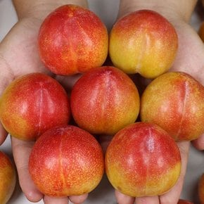 추희자두 상품 3kg(110g내외)