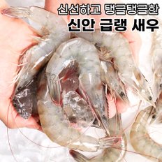 살아있을 때 급랭한 국내산 신안 새우 1kg (26-35미)