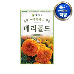 아프리칸 메리골드 씨앗 100립 . 천수국 관상 일년생 야생화 예쁜 꽃씨 종자