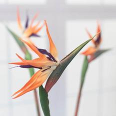 실크플라워 극락조조화 가지 84cm, 인조극락조 오렌지 조화꽃