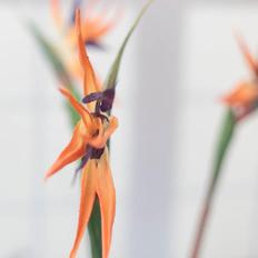 실크플라워 극락조조화 가지 84cm, 인조극락조 오렌지 조화꽃