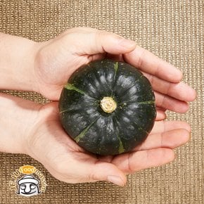 포슬포슬 제주 미니밤단호박 8kg (특품, 16-36개, 250-550g/개)