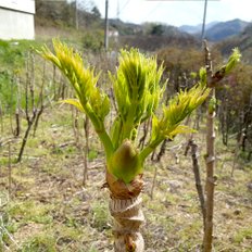 철따라농산물 지리산 노지 나무두릅 참두릅 500g 1kg