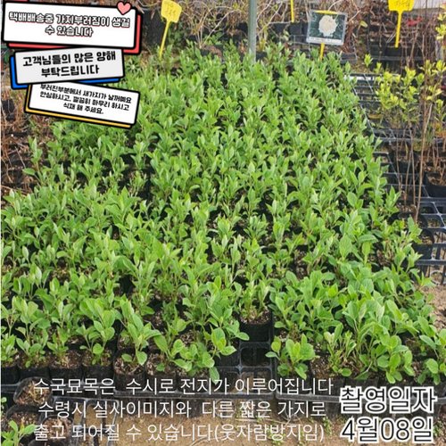추가이미지