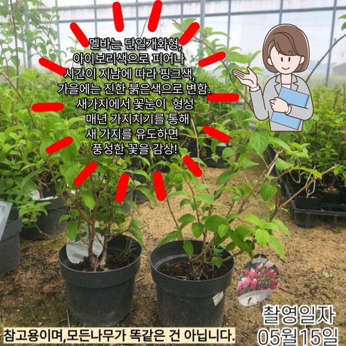추가이미지1