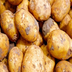 감자 국내산 깐감자 카레 찌개용 350g  당일생산(냉동X) 간편야채 손질야채