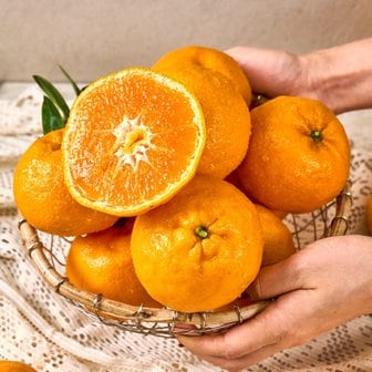  제주 윈터프린스 3kg 15과 내외 신품종 제주감귤 만감류