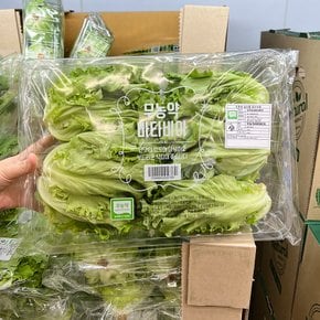 트레이더스 무농약 바타비아 500g