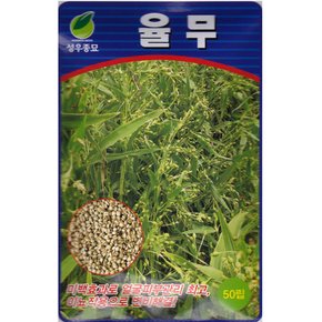 율무씨앗 50립