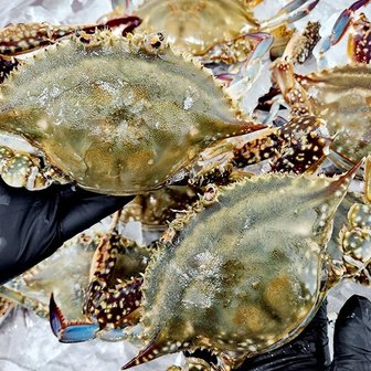 지투지샵 급냉 암꽃게 4kg