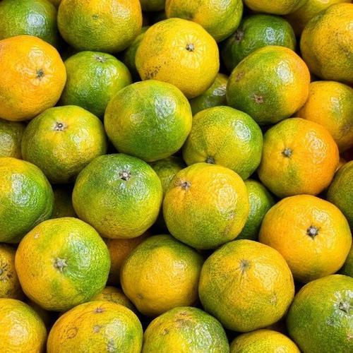 제주 감귤 10kg 소과 2S(1)