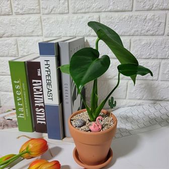미스터허브 몬스테라 공기정화식물 키우기쉬운식물 실내화초