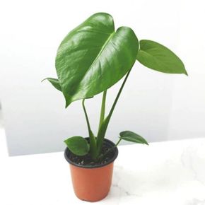 몬스테라 공기정화식물 키우기쉬운식물 실내화초