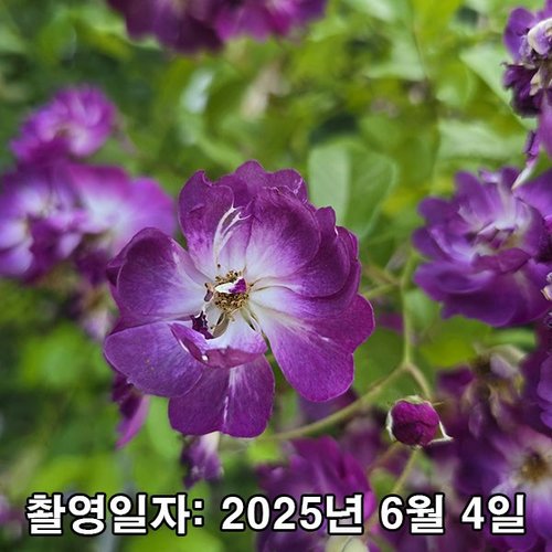추가이미지