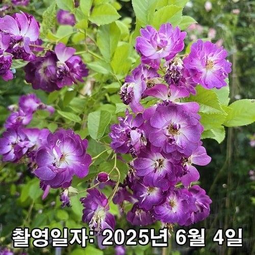 추가이미지