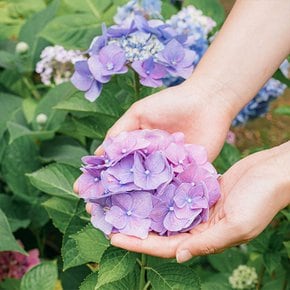 [제주] 방림원