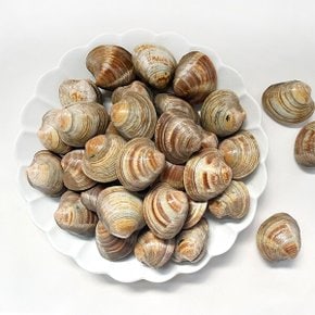[남해촌놈들] 조개의여왕 제철 백합조개 1kg