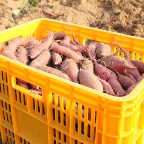 [해남직송] 강미자님의 달콤한 햇 꿀고구마(특) 3kg