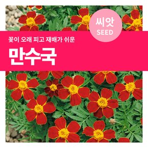 만수국 꽃씨 씨앗 80립