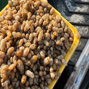 당일바리 제철 오만둥이 1kg 횟감용