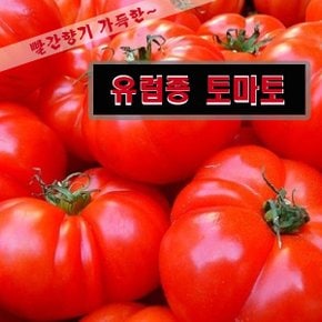 빨간 유럽종 토마토5kg 1~2번