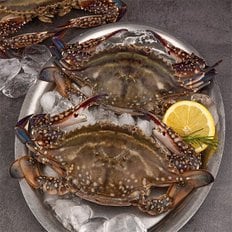 자연맛남 산지직송 25년 봄제철 진도 활 암꽃게 1kg 3-5미(얼음포장)