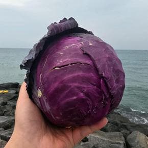 제주 적 양배추 5kg 제주 적채 양배추 적색양배추 제주양배추 제주도 양배추 생 (S50942439)