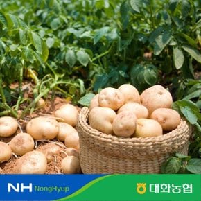 (특등급, M사이즈) 대화농협 강원 햇 감자 10kg