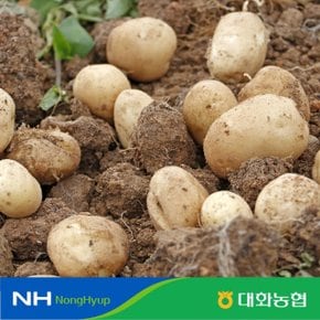 (특등급, M사이즈) 대화농협 강원 햇 감자 10kg