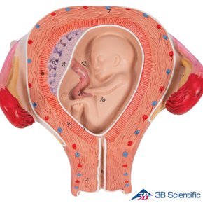 3B Scientific 태아발달 태아모형 9개 1세트 임신태아모형 L11