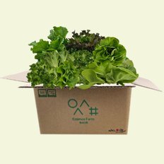 사그담 산지직송 유러피안 샐러드 야채 1kg 로메인 상추 버터헤드 모듬쌈 쌈채소
