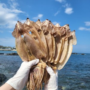 신선씨푸드 국내산 마른오징어 10마리 동해안오징어