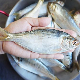 NS홈쇼핑 국내산 전어 500g 1kg/비늘손질 초무침용[33129727].