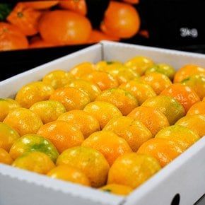 [바로배송] 서귀포 하례마을 하우스감귤 선물세트 3kg 로얄과