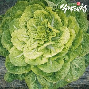 국내산 남도 봄동(납작배추) 1kg(특품)