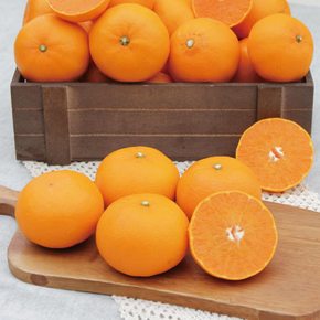 [대진작목반] 제주 천혜향 5kg(26-30과) 가정용 /실중량