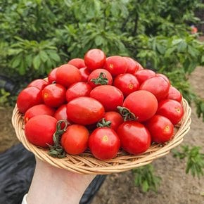 국산 대추방울토마토 대추토마토 소과 2kg