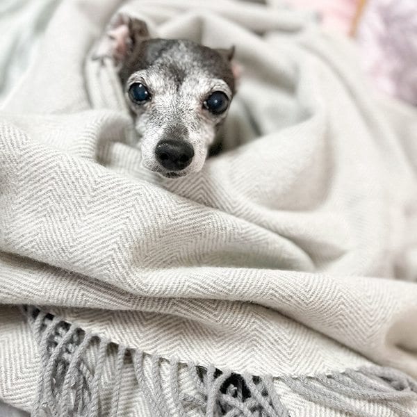 [울메이드/중형]호주산 100 메리노 울담요 중형(헤링본그레이,80*130)