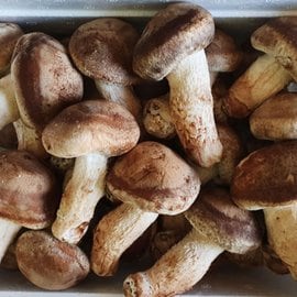 산정마을 순창직송 무농약 송고버섯(실속형) 1kg