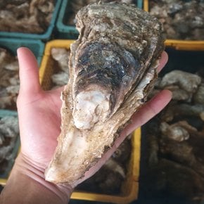 신선한 자연산 바위굴 2kg