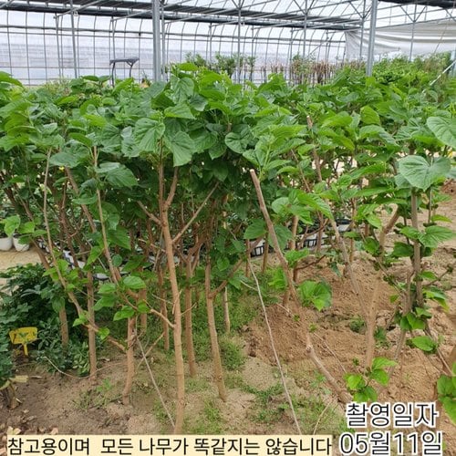 추가이미지1
