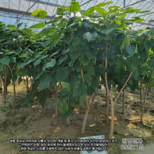 추가이미지7