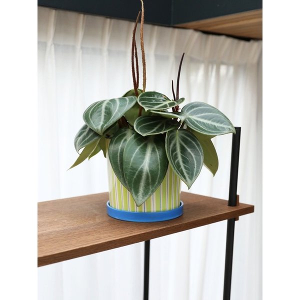 PC1368 Planter Ray Green 16.5x16.5