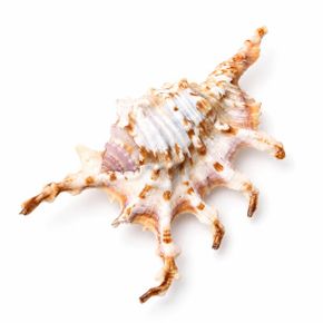 장식용조개껍질 거미고둥
